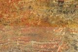 Polished Petrified Wood (Araucarioxylon) - Arizona #284340-1